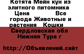 Котята Мейн-кун из элитного питомника › Цена ­ 20 000 - Все города Животные и растения » Кошки   . Свердловская обл.,Нижняя Тура г.